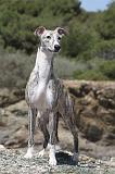 WHIPPET 023